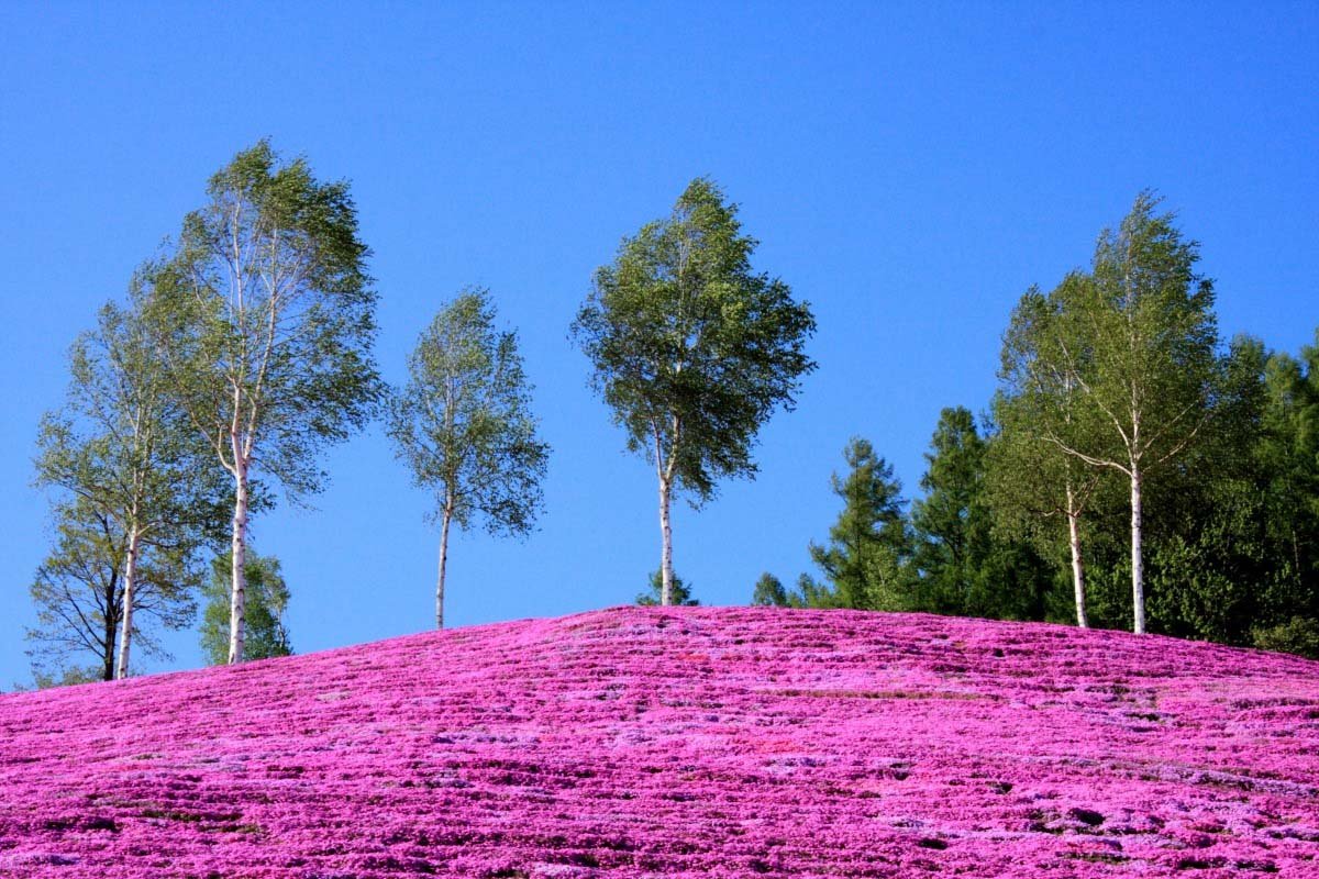 🌸 시바자쿠라 다키노우에 공원 이미지 7